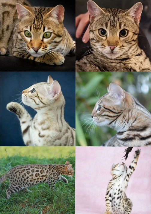 Chats Bengal